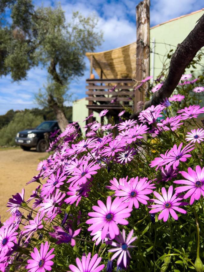 La Pampa Cargese Chambres D Hotes Eksteriør billede